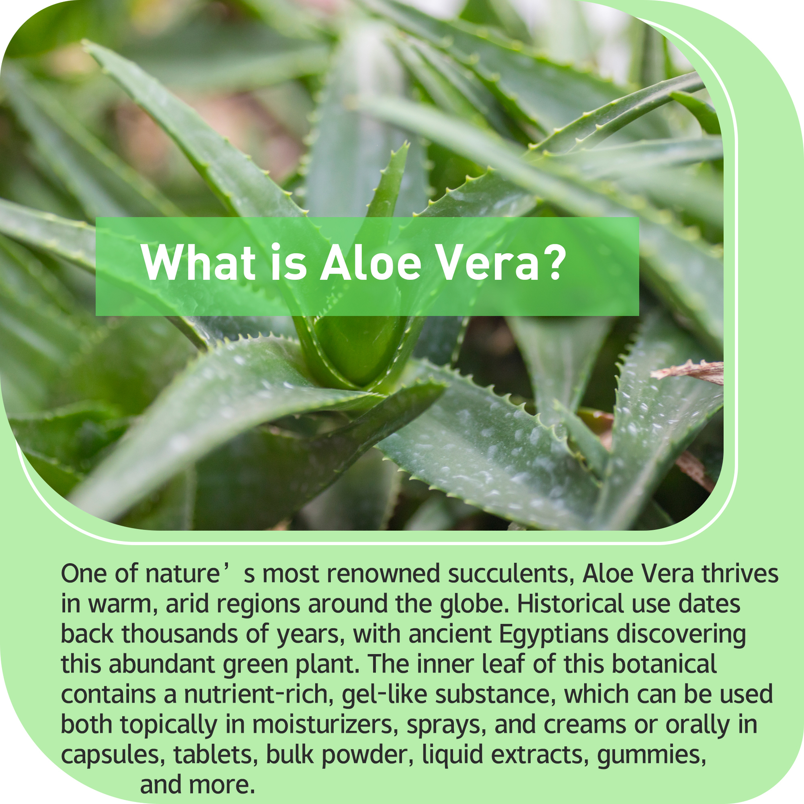 Aloe Vera Capsules 20000mg – Health Immune, Detox Cleaning, Digestive Support