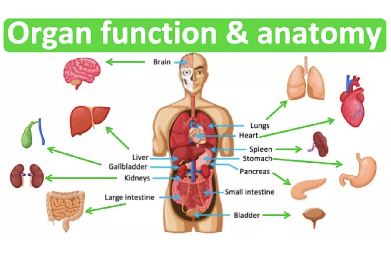 Vitamin B-Complex, Healthy Growth, Function of Organs, Brain, Heart