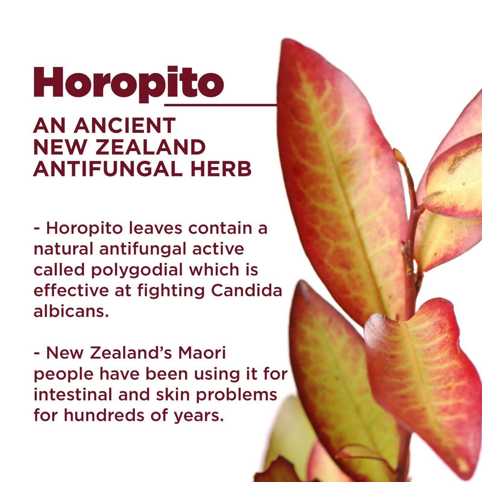 Advanced Gut Candida Care w/Horopito Herb by Kolorex-100% satisfied-60 softgels