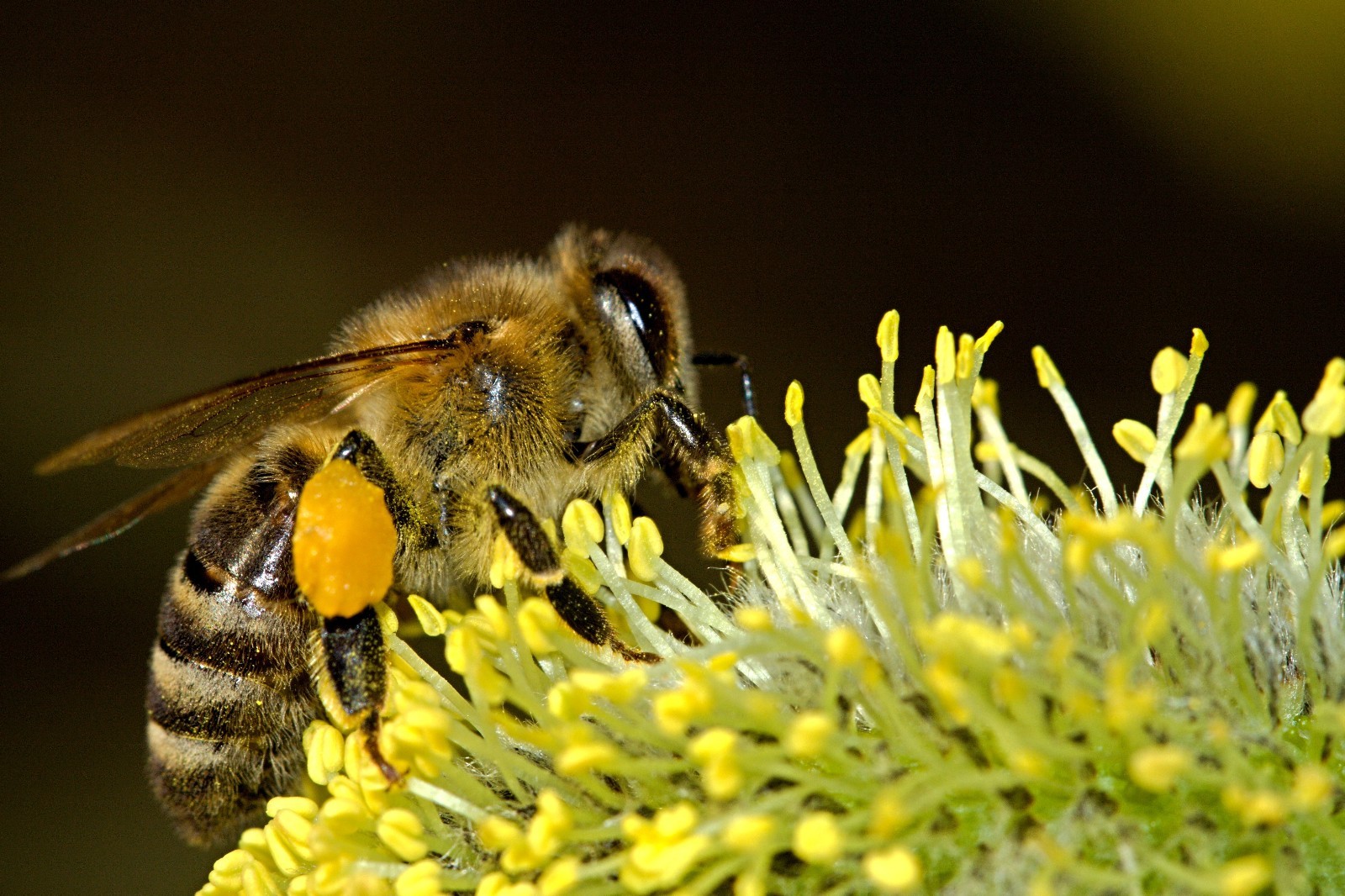 BEE POLLEN 100% Pure Natural Non Processed Bee Pollen Granules 10 lbs