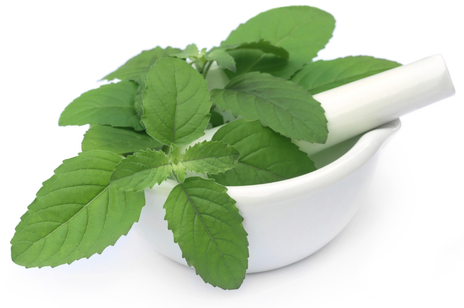 Holy basil – HOLY BASIL EXTRACT. ANTIBACTERIAL – calm down natural pills 2 Bot